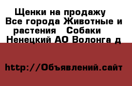 Щенки на продажу - Все города Животные и растения » Собаки   . Ненецкий АО,Волонга д.